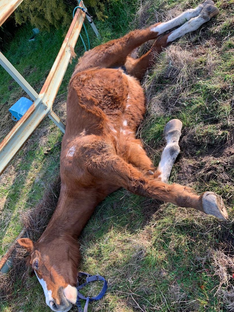 Horse lying down.