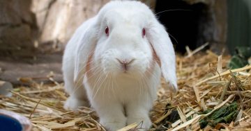 RSPCA’s Pets of the Week – Angel & Frankie