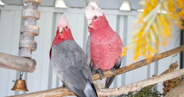 RSPCA’s Pets of the Week – Georgie, Woody & Wolf