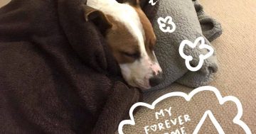 RSPCA records rise in dog adoptions during lockdown, but more animals want their forever homes