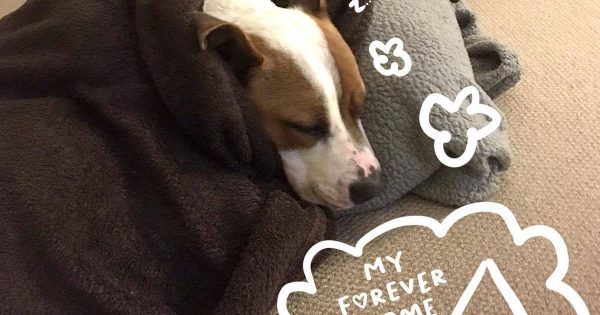 RSPCA records rise in dog adoptions during lockdown, but more animals want their forever homes