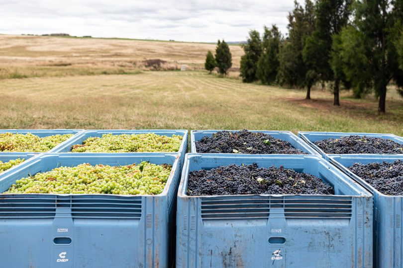 Crates of grapes at Mallaluka Wines
