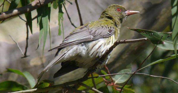 Spring brings a major influx of visitors to Canberra to feast on our flowers