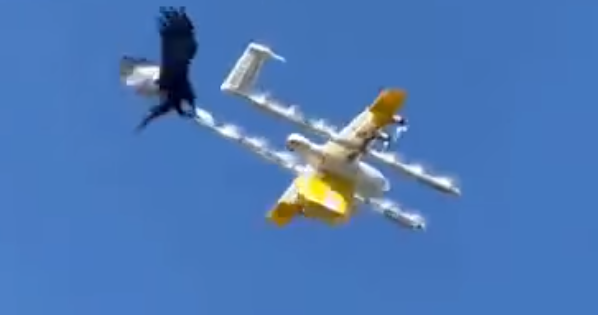 It's a case of birds versus drones in Gungahlin's skies