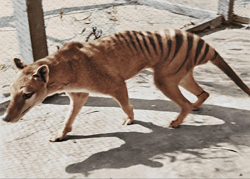 Tasmanian tiger