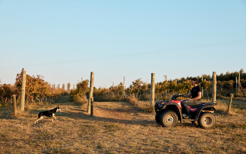 Sam Leyshon on quad bike at Mallaluka vineyard