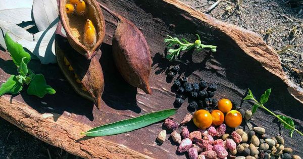 Indigenous biodiversity knowledge should be protected from the ground up, report recommends