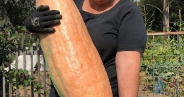 Notes from the kitchen garden: Summer is coming, so are pumpkins, melons and cucumbers