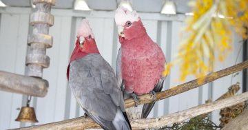 RSPCA’s Pets of the Week – Homer, Georgie & Woody