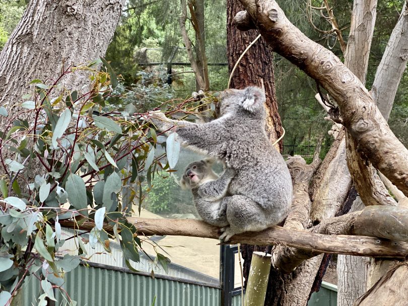 koala