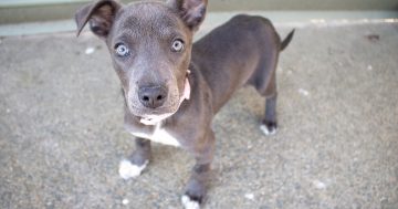 Nice, different, unusual: Kimmie (the puppy) bounces back after a rough start