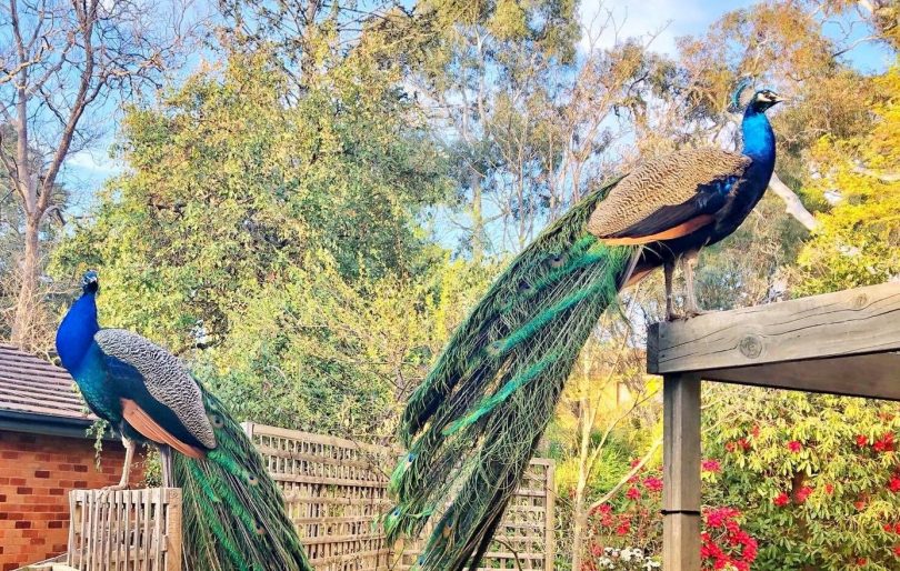 Peacocks