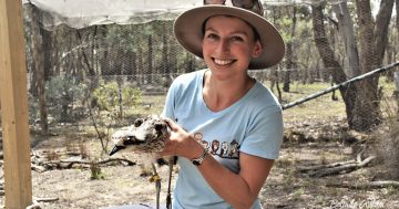 The bush stone-curlew rises to notoriety as hatching video emerges online