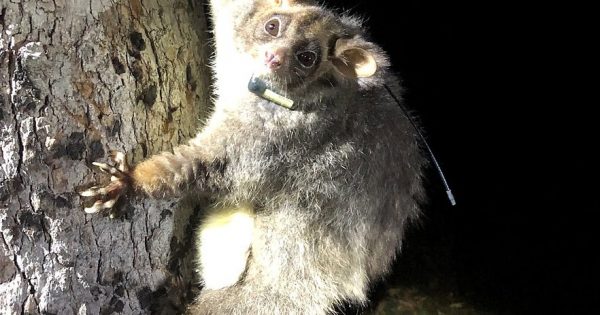Local men's sheds are making the greater glider not too hot, not too cold, but just right