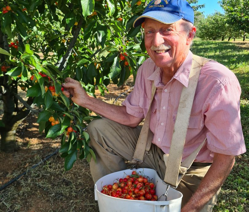 Cherry farmer