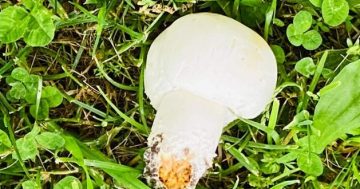 Warning issued as death cap mushrooms spotted in Yass