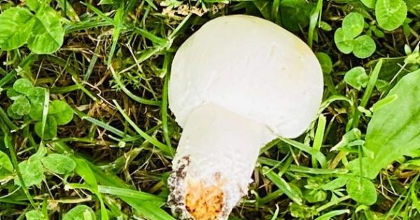 Warning issued as death cap mushrooms spotted in Yass