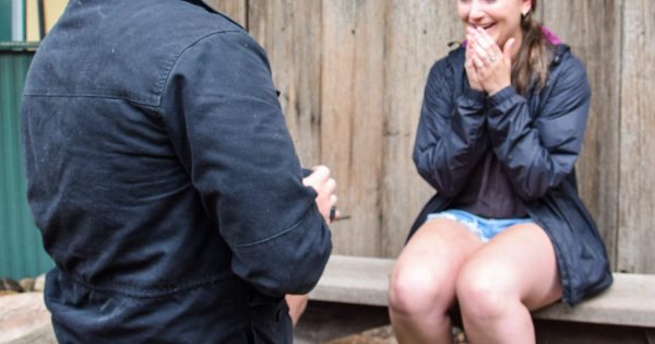 Mogo Wildlife Park's meerkats witness two proposals in one day