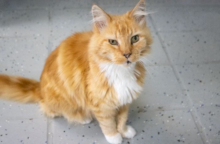 Ginger