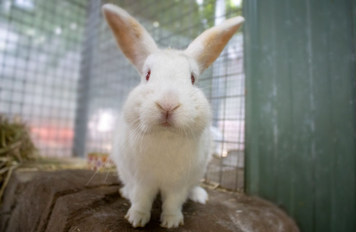 Marshmallow