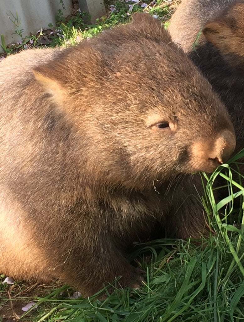 wombat