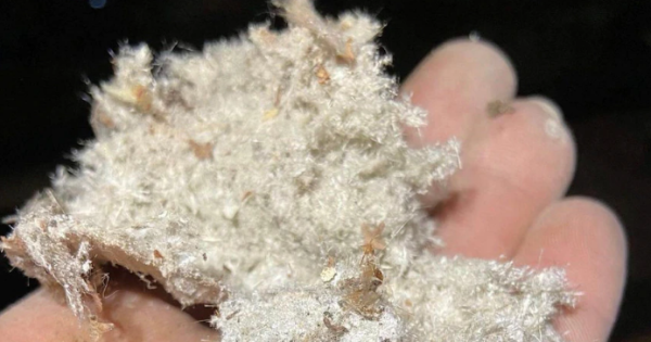 Renewed call for mandatory asbestos check after another Mr Fluffy shock