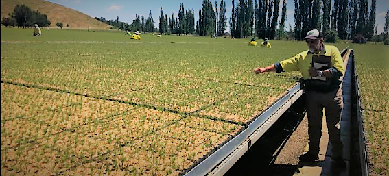 Eleven million trees start their journey at Blowering Nursery