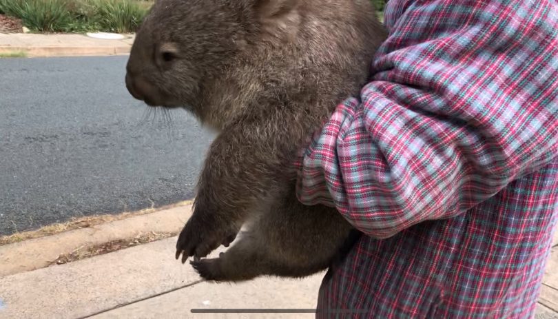 wombat and human
