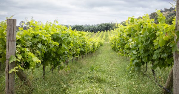 Canberra's wineries throw a party despite years of smoke, lockdowns, hail and rain