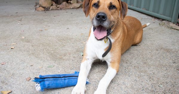 RSPCA’s Pets of the Week – Floppy & Typhoon