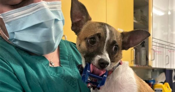 Dog with face stuck in plastic toy prompts safety warning for pet owners