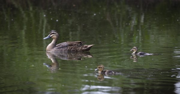 Scouting for cleaner waterways in Canberra