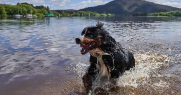 Decision to review off-leash dogs at Yarralumla has owners barking mad