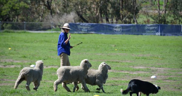 It's that time of year again when dogs and humans trial their best