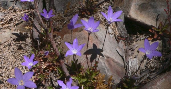 Could we have got the ACT's floral and fauna emblems wrong?