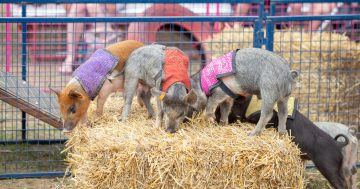 Royal Canberra Show wraps up as biggest ever, thanks to robots and horse actors