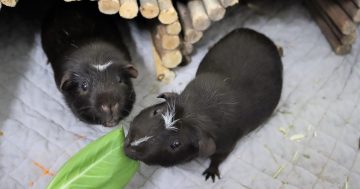 RSPCA's Pets of the Week - Kahlua, Stripes and Snuggles
