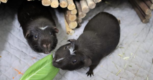 RSPCA's Pets of the Week - Kahlua, Stripes and Snuggles