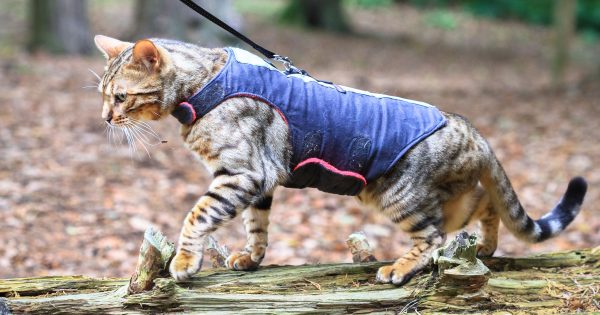 New laws allow walking feline friends in cat containment zones from July