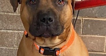 UPDATED: Dangerous dog recaptured after Mugga Lane break-in