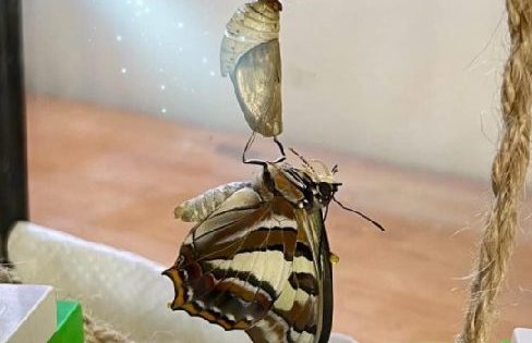 Caterpillar who captured world's attention now an Emperor