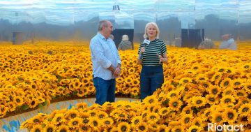 Weekly news wrap with Genevieve Jacobs from Van Gogh Alive