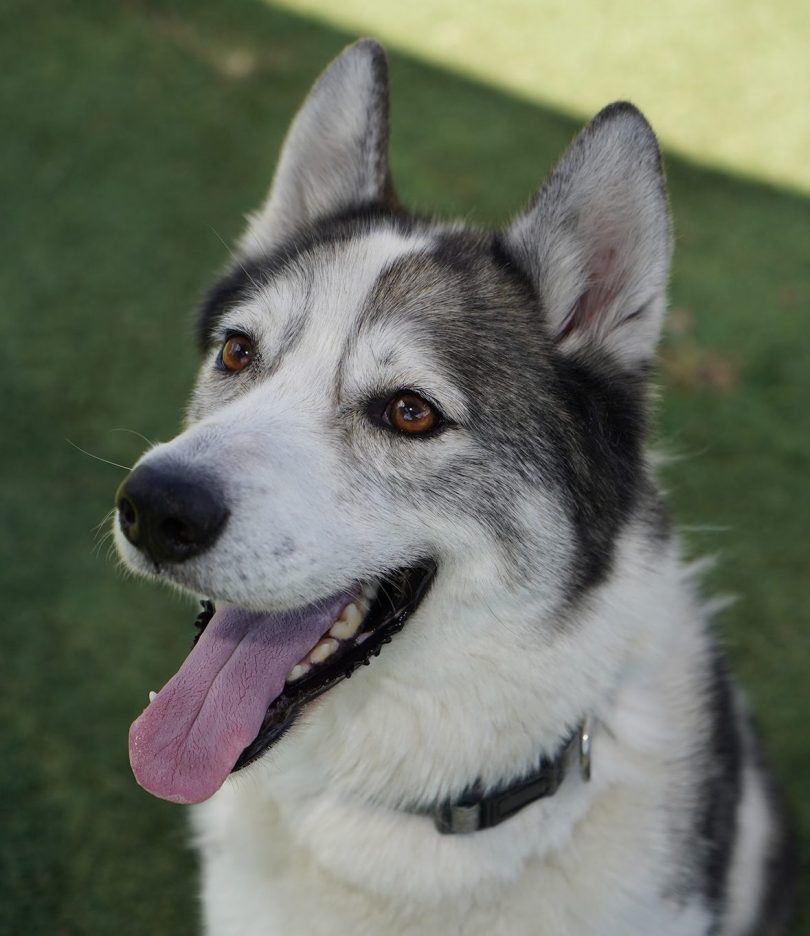 Beautiful husky