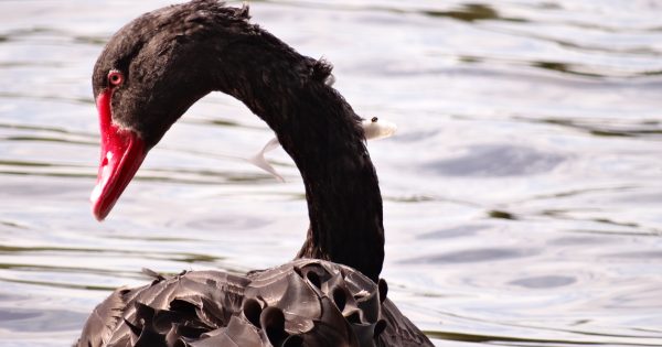 Kingston's black swan off the hook, but ACT Wildlife concerned there will be more