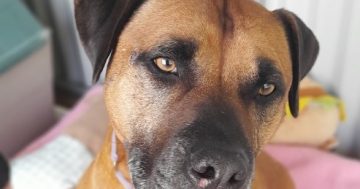 RSPCA's Pets of the Week - Mate, Brulee and Ernie