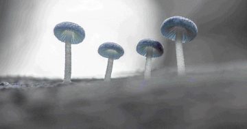 Discover the Hidden World of Fungi at the 2025 Fungi Feastival