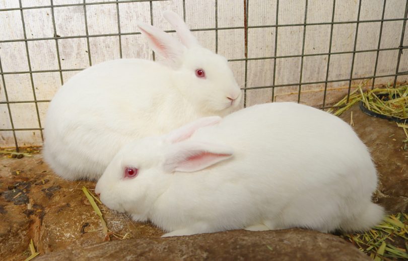 Two white rabbits
