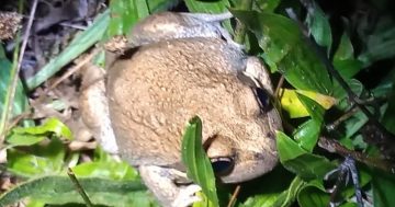 Toad-al case of mistaken identity in Canberra's south