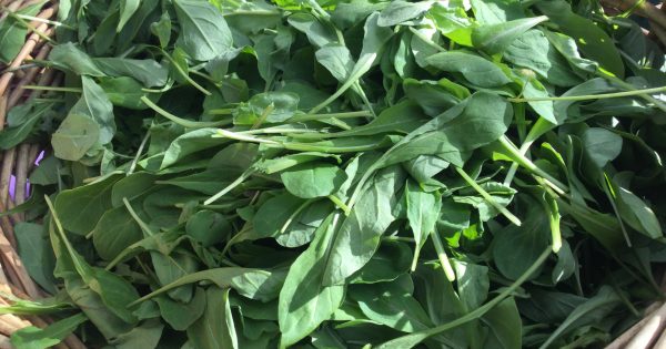 Notes from the Kitchen Garden: how to keep your greens going in winter