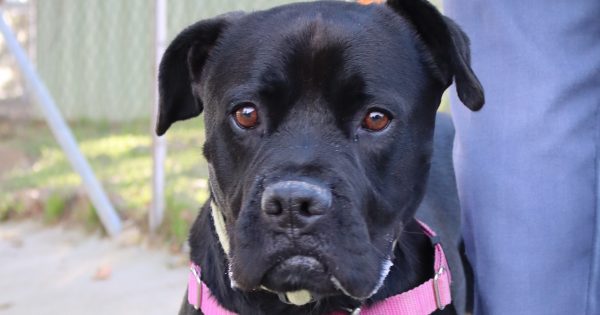RSPCA's Pets of the Week - Diesel and Bluebell